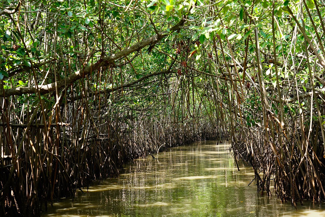 Mangroves Rise Again: India’s Coastal Shield Gets a Lifeline