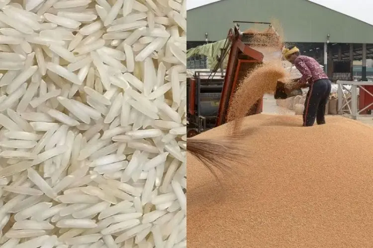 Grain Reserves Strong: India Confirms Adequate Wheat And Rice Buffer