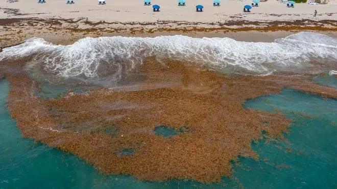 Sargassum Surge: What Jacksonville Beachgoers Need To Know This Season