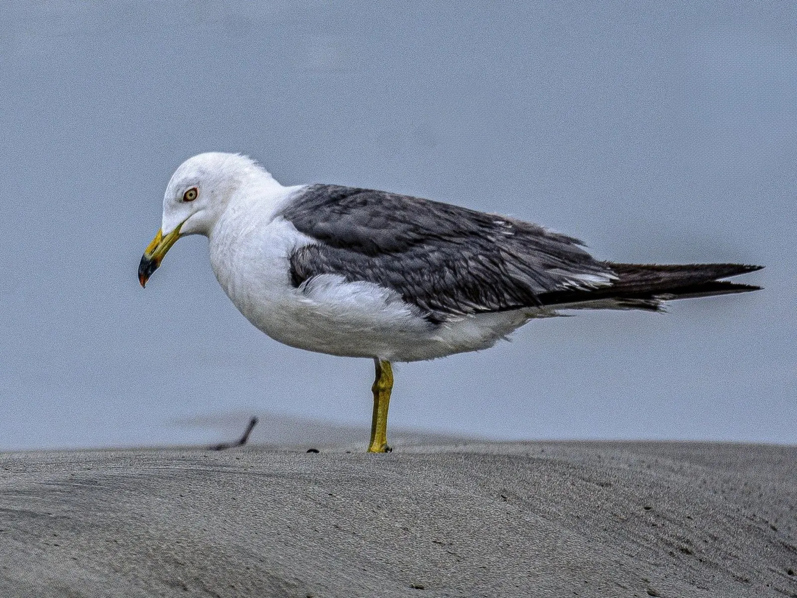 From East Asia To Bengal Shores: Black-Tailed Gull Makes Historic India Debut