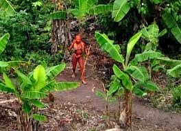 Drone Unveils Hidden World: Rare Glimpse of Uncontacted Tribes Sparks Global Fascination