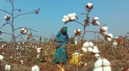 Punjab Spins Success: Cotton Cultivation Hits New Heights in First Phase