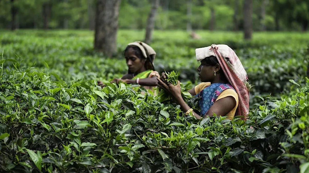 PM Viksit Rojgar Yojana Set to Revive Tea Sector with Job Surge and Social Security Boost