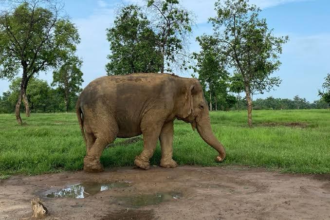 Farewell to a Giant: Asia’s Oldest Elephant Vatsala Passes Away at 100 in Madhya Pradesh