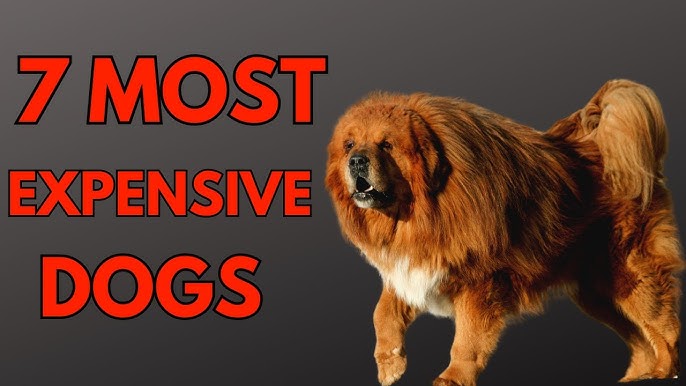 Unveiling the World's Top 7 Most Expensive Dog Breeds—Rottweiler Doesn't Make the Cut