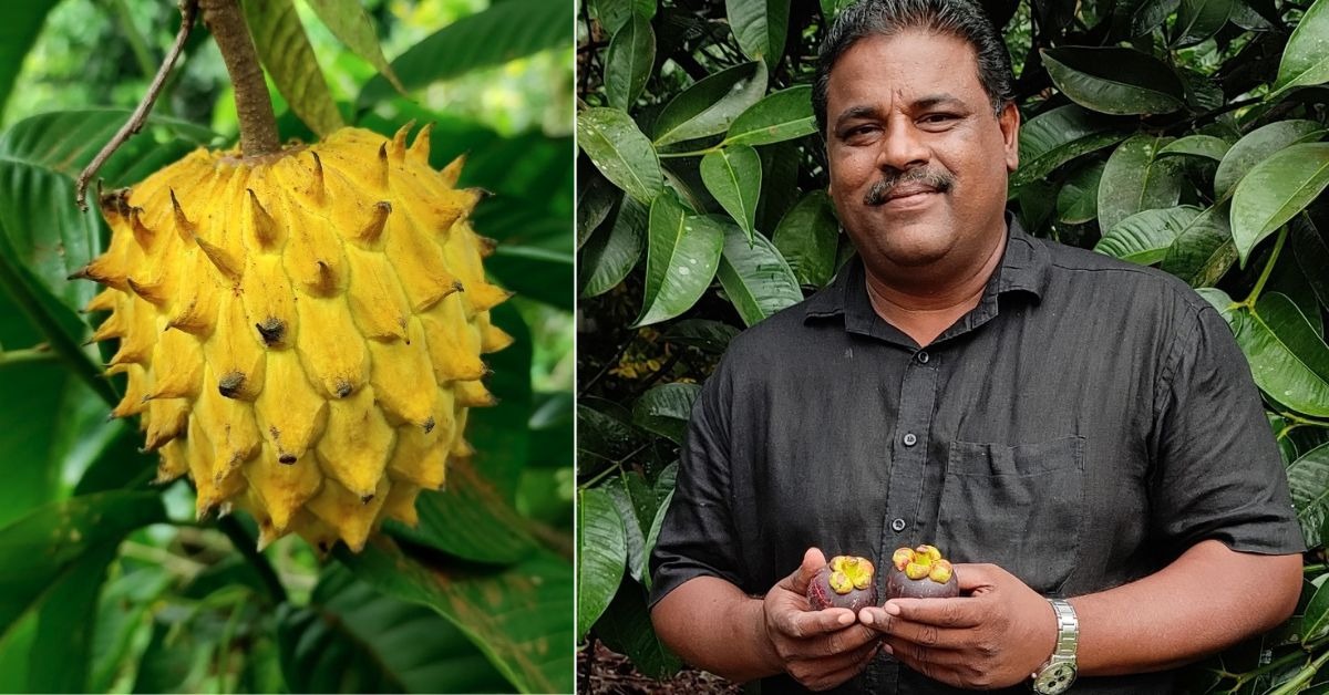 Kerala Farmer Transforms Rubber Plantation Into Profitable Exotic Fruit Farm, Earns Rs 15 Lakh Per Acre