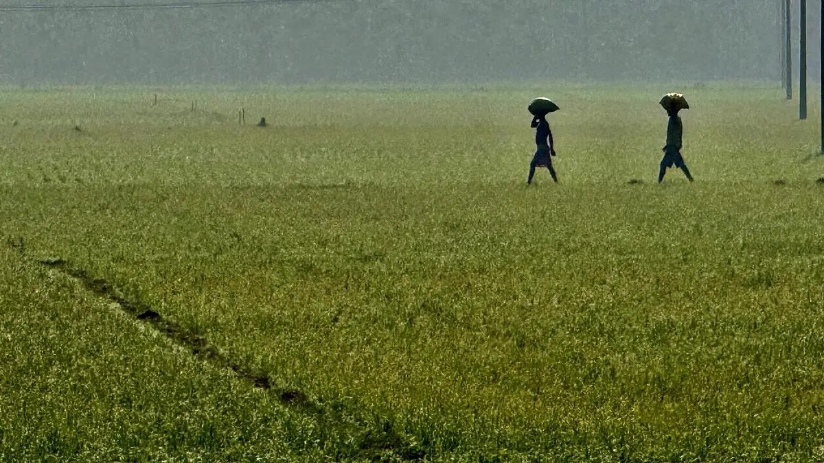 Below-Normal Monsoon And West Asia Conflict Cloud India’s Agriculture Outlook: BOB