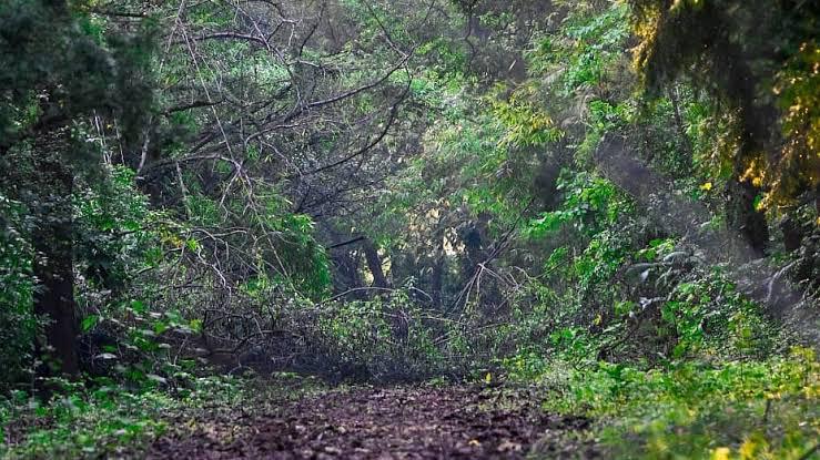 Rooting for Growth: India Climbs to 9th Spot in Global Forest Cover