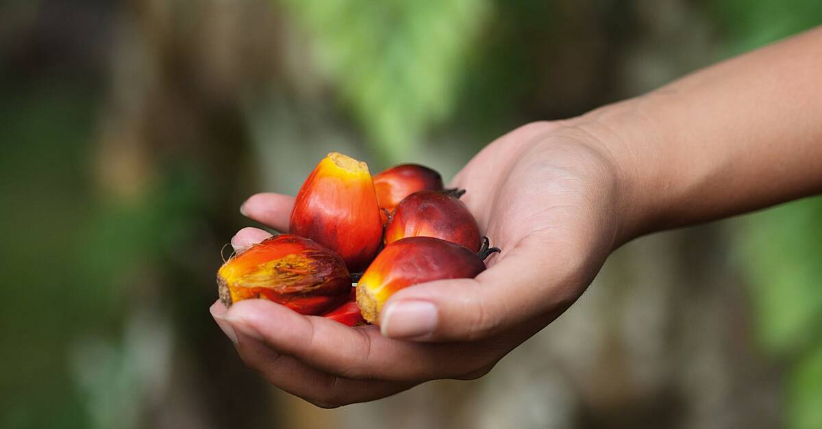 Malaysia’s Palm Oil Exports Oil Up 7.7%—Stocks Slip, Output Dips!