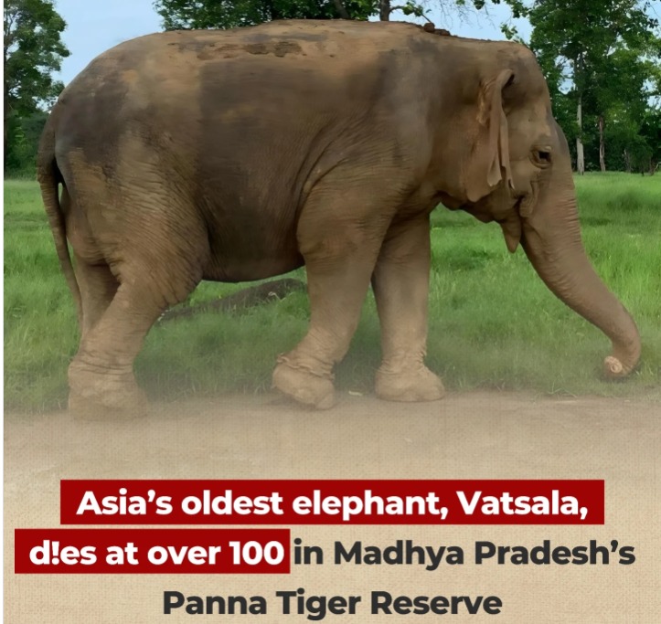 Farewell to a Forest Matriarch: Vatsala, Asia’s Oldest Elephant, Passes at 100