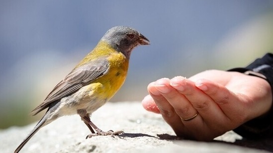 Flocking Together: Hyderabad's Bird Enthusiasts Unite for a Feathered Census