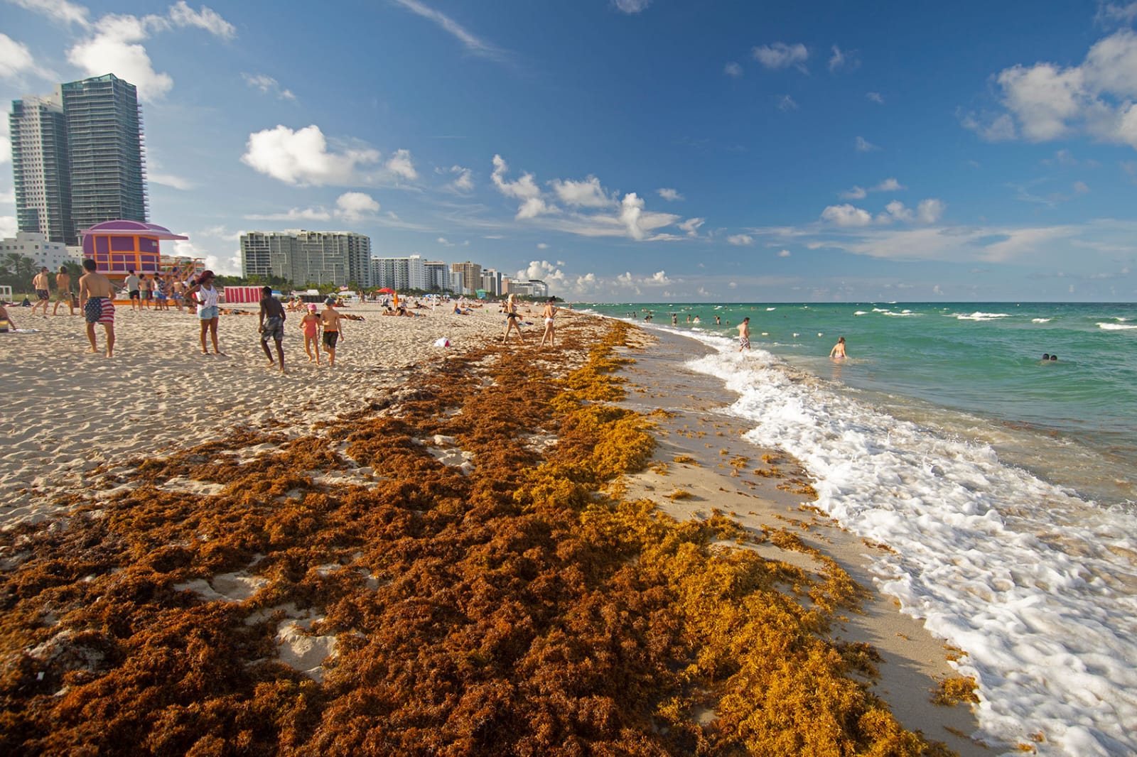 Sargassum Surge: What Jacksonville Beachgoers Need To Know This Season