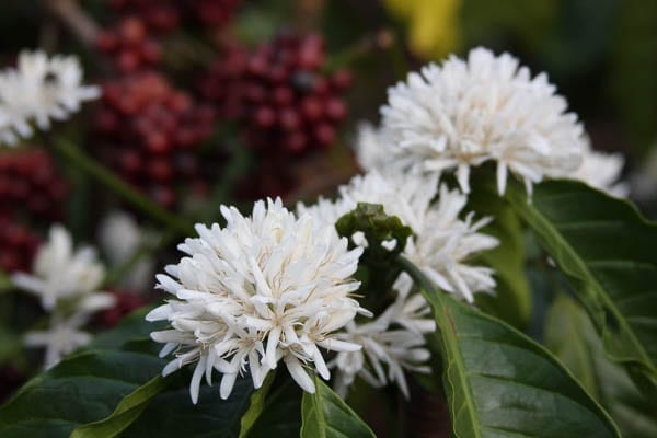 Brewing Relief: India’s Coffee Regions Wake Up to Refreshing Summer Showers!