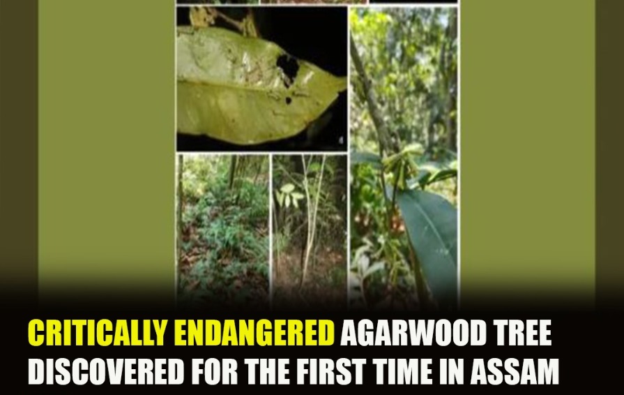 Rooted in Rarity: Agarwood Tree Rewrites Its Map from Meghalaya to Assam