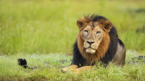 Explore the Wild: 5 National Parks in India to Spot Asiatic Lions