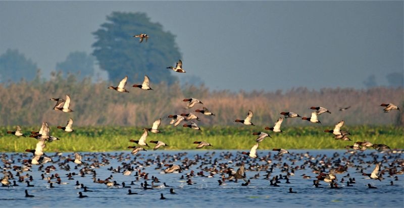 Wings of Hope: Punjab's Wetlands Witness a Stunning Resurgence of Migratory Birds
