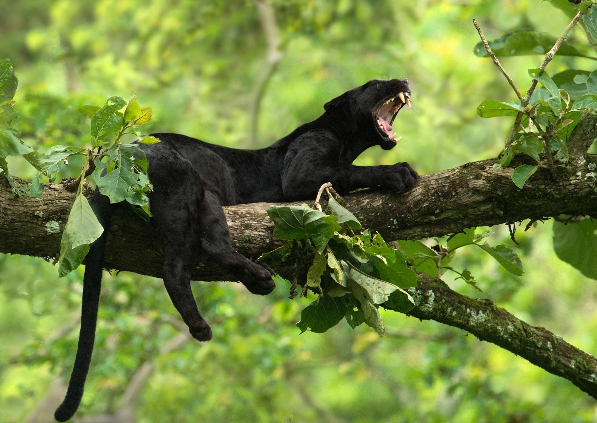 Purr-fect Spots: Where to Track Down India’s Elusive Black Panthers