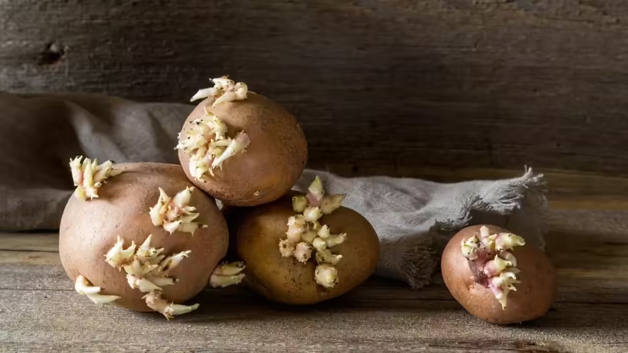 Don’t Eat That Sprouted Potato Until You Read This—Safety Tips Inside!