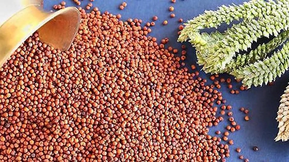 Millet Momentum: Tamil Nadu Procures Over 6,000 MT Of Ragi In Three Years