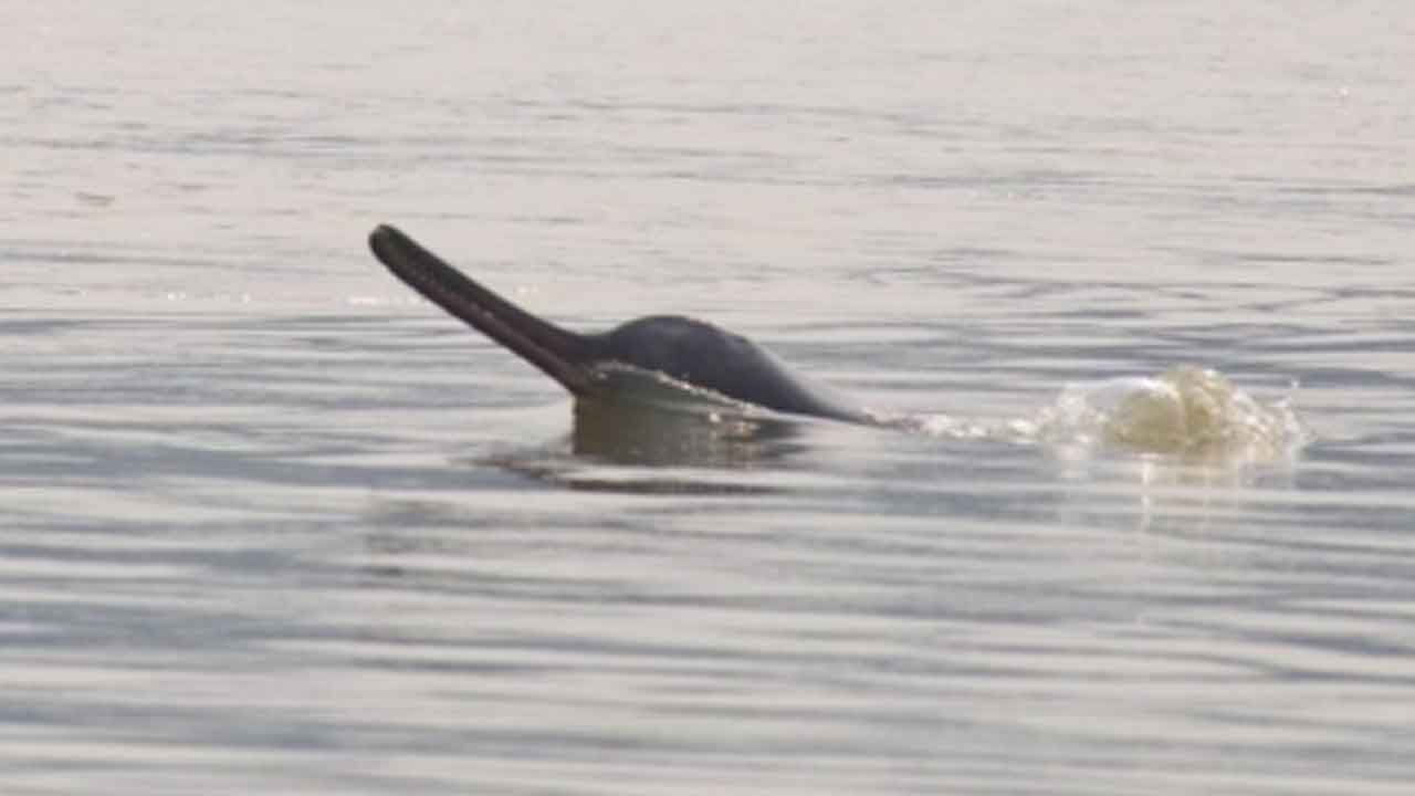 Dolphins Dive into Gujarat’s Coastline: 680 Spotters in Latest Census