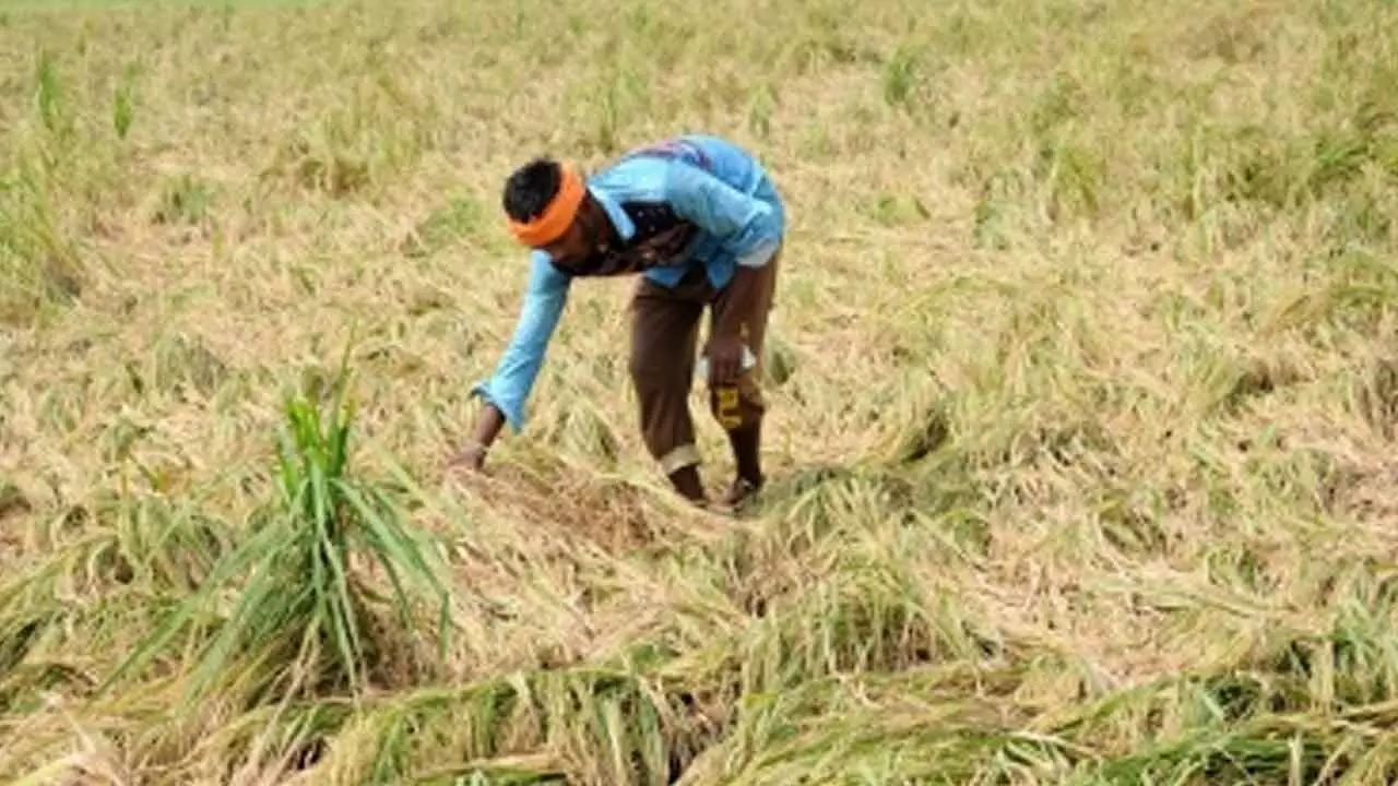 Green Revolution in the Hills: Over 2.2 Lakh Himachal Growers Embrace Natural Farming
