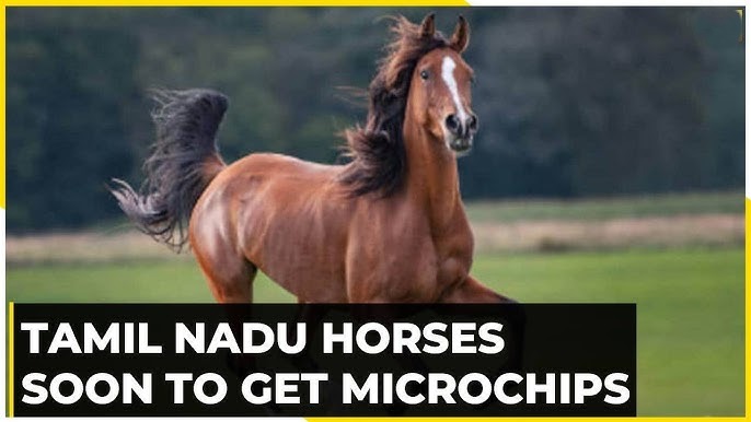 Microchipping Of Horses Begins This Week As TNAWB Rolls Out Registration