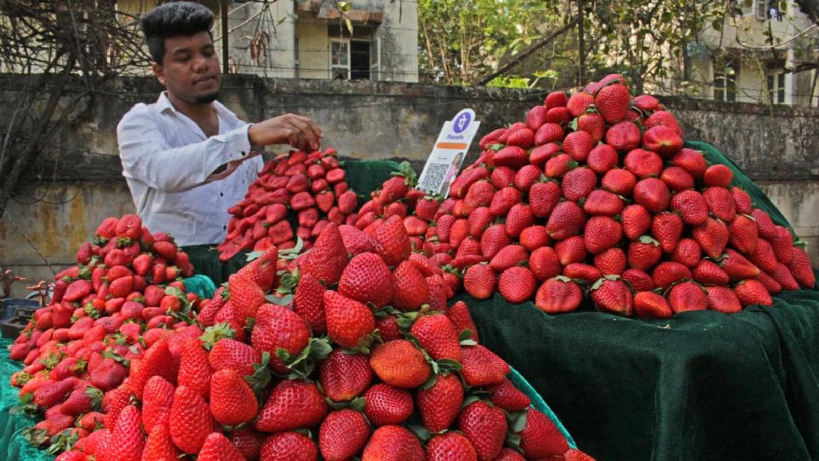 Sweet Dreams Turn Sour: Heatwave Hits Satara Strawberries