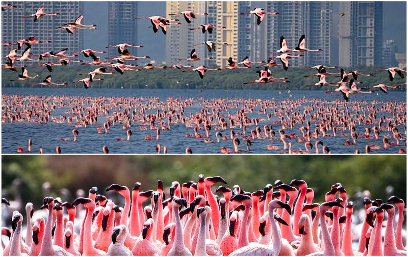 Flamingo Season In Mumbai: Top 5 Spots To Witness The Pink Spectacle